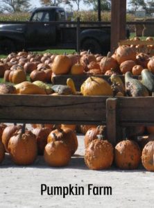 Pumpkins, Gourds and Squash Image